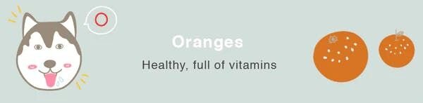 can dogs eat oranges