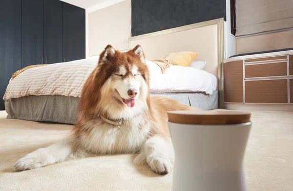 dog and Furbo Dog Camera