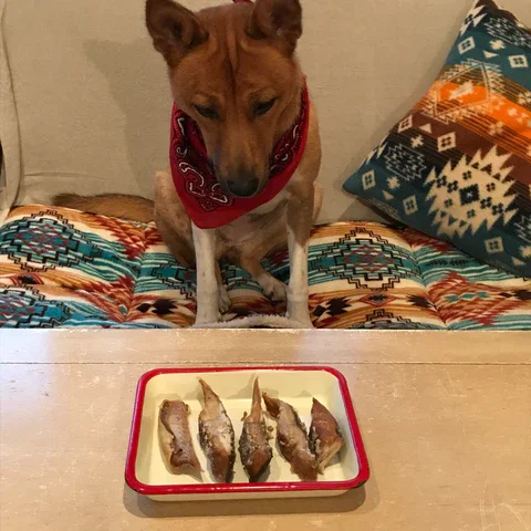 ↑  釣ったサーモンをジャーキーに