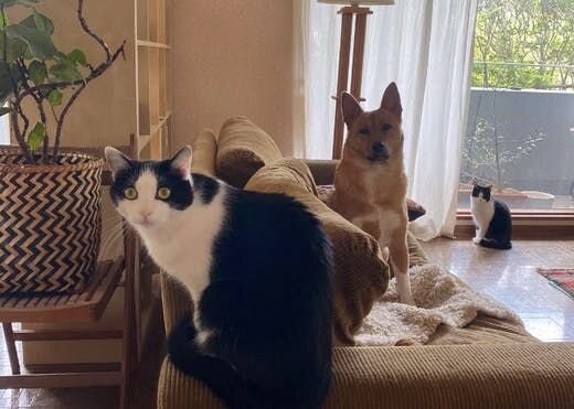 困り顔の保護犬福のファーボ日記 Vol.16｜福のおやつタイム