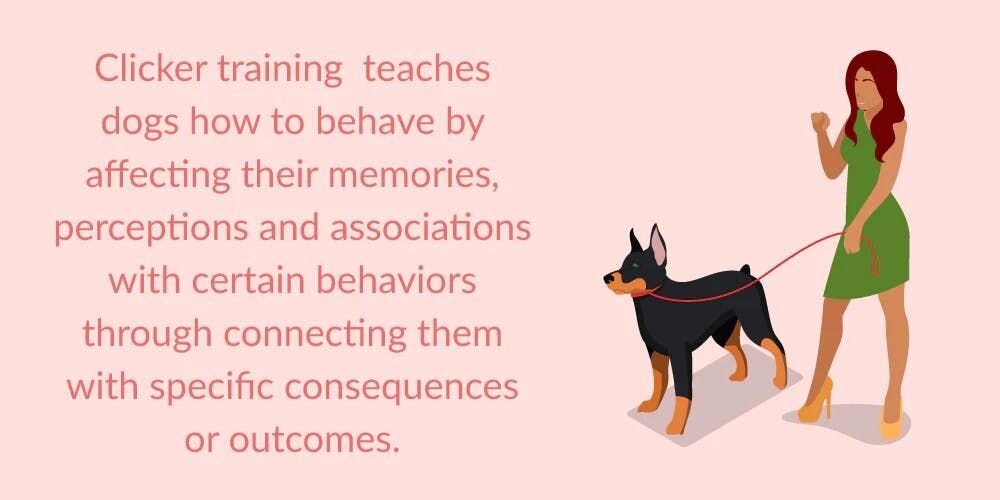 Clicker training teachers dogs how to behave by affecting their memories, perceptions and association with certain behaviors through connecting them with specific consequences or outcomes