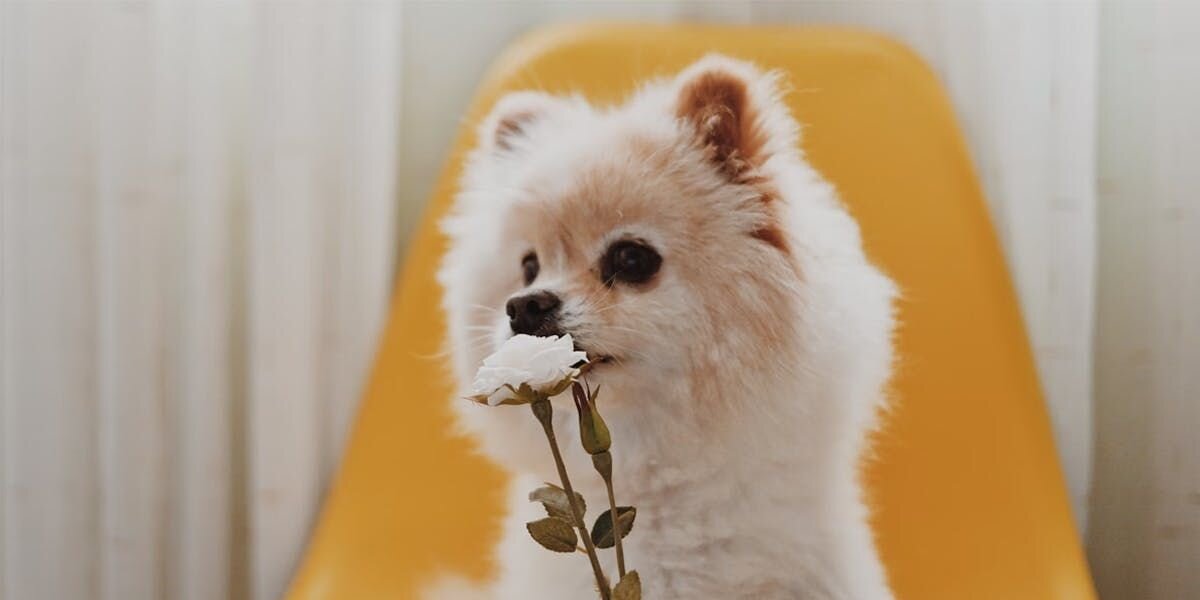 A-Chew! 3 Signs Your Dog Has Seasonal Allergies