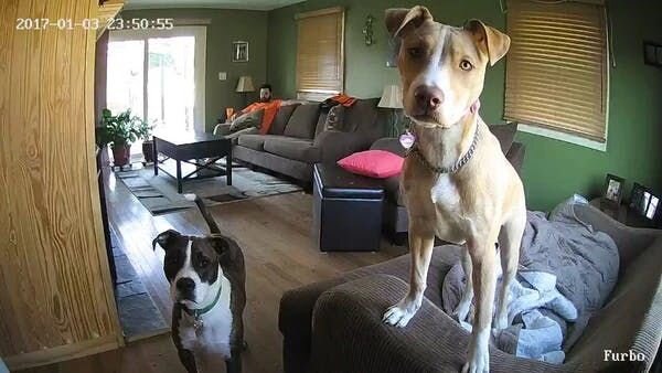 American pit bull terrier