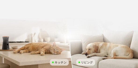 A split-screen view showing an orange cat napping on a kitchen counter next to a Furbo 360° Cat Camera, and a yellow labrador sleeping on a light-colored sofa in the living room.
