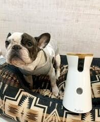 当選者(@littlelifeforanimals)の声