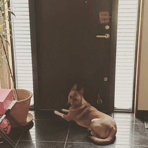 ①落ち着きがなくなる→ ②ドアノブをがちゃがちゃやって勝手に部屋を出ていく→③その開いた扉から猫たちも出ていく→④福は帰ってくるまで玄関で「おおおおおおん」「おおおおん」とへんてこりんな声で泣く。→⑤猫がどこにいるか行方不明になる。