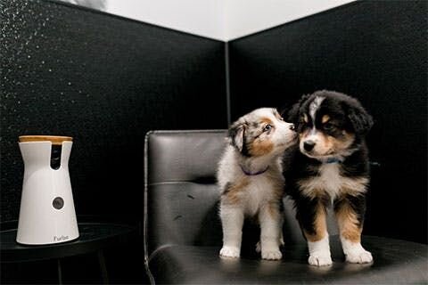 Image of two puppies sitting on a chair next to a Furbo Dog Camera.