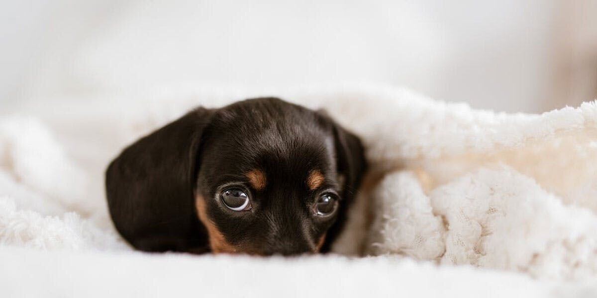 A photo of a dachshund puppy snuggling under a fluffy white blanket