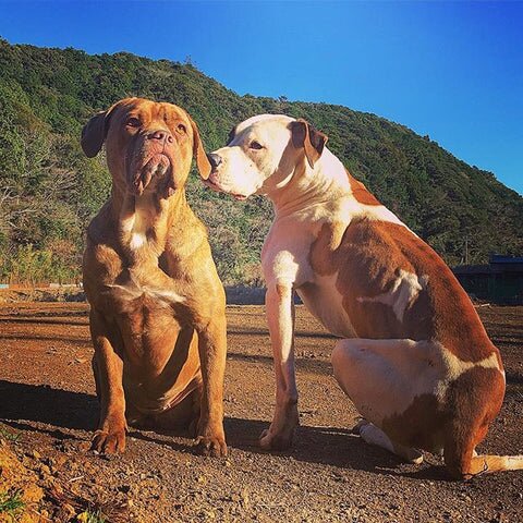 問題を起こす犬が減っていけば、連れて行ける場所が増える、電車やバスにも一緒に乗れる。 どこに行くにも犬と一緒っていう社会を作りたいって思ったのがきっかけでしたね。 