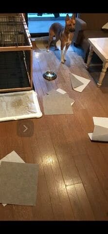 この画像。