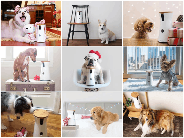 Multiple dogs with Furbo dog cameras