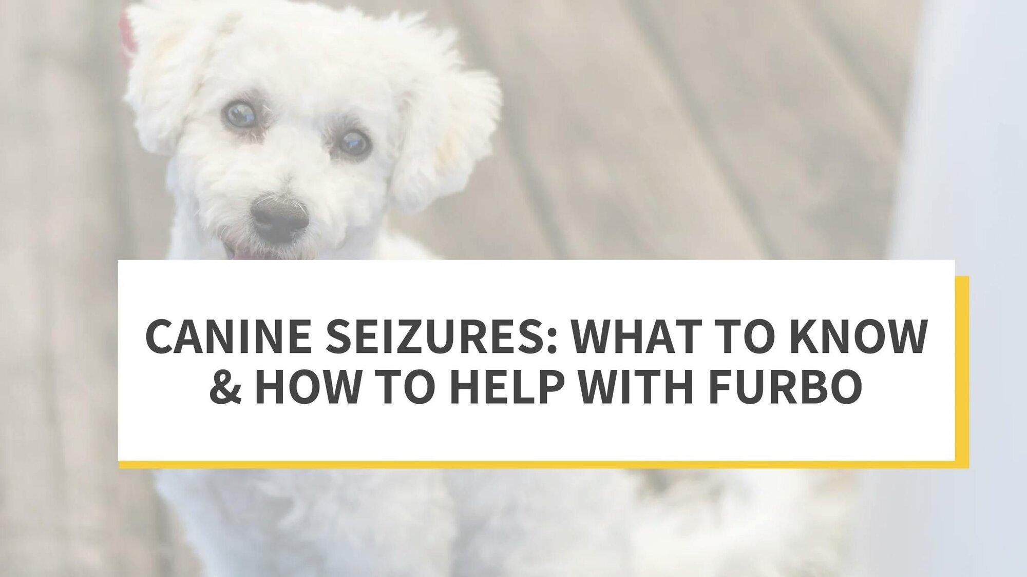 Canine Seizures: What to Know & How to Help with Furbo