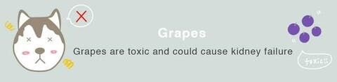 犬の胃との相性が良くありません。ブドウは毒性があり、腎臓に問題を引き起こす可能性があります。