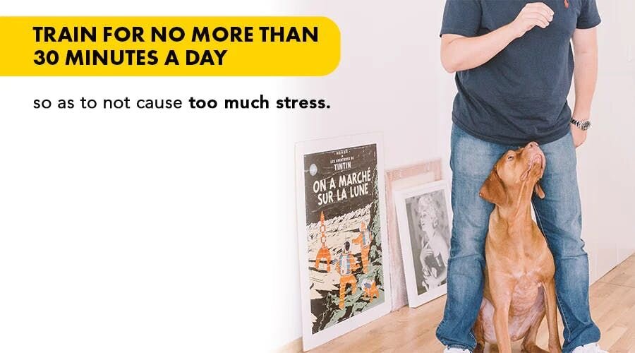 Train for no more than 30 minutes a day