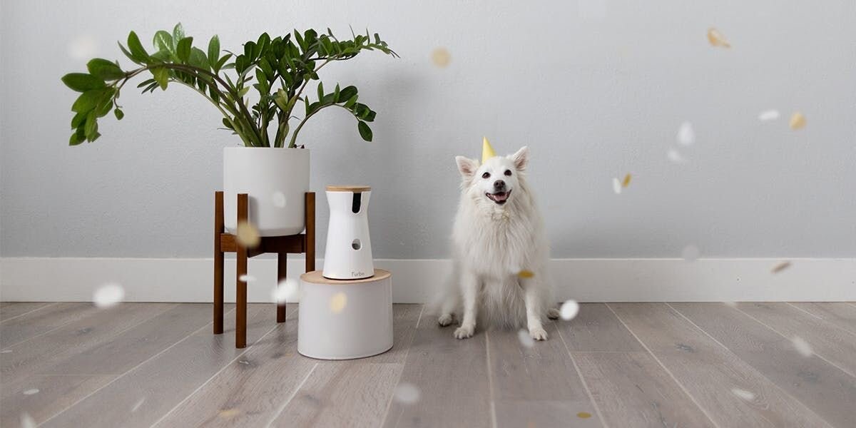 White dog wearing a party hat sitting next to a Furbo 360 Dog Camera.