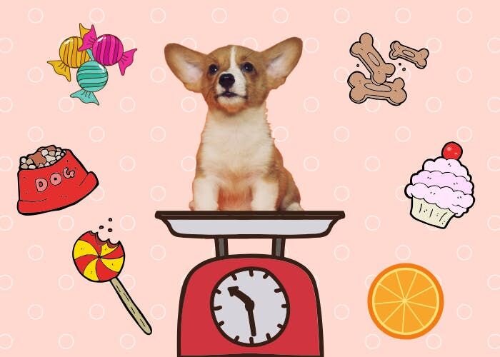 消費カロリーがカギ！愛犬のダイエットを成功させる方法