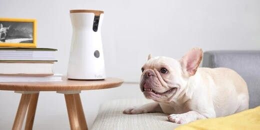5 Reasons Every Dog Needs a Furbo Dog Camera