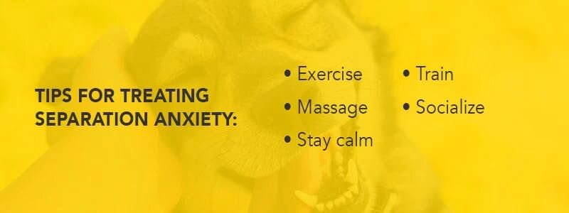 tips for treating seperation anxiety