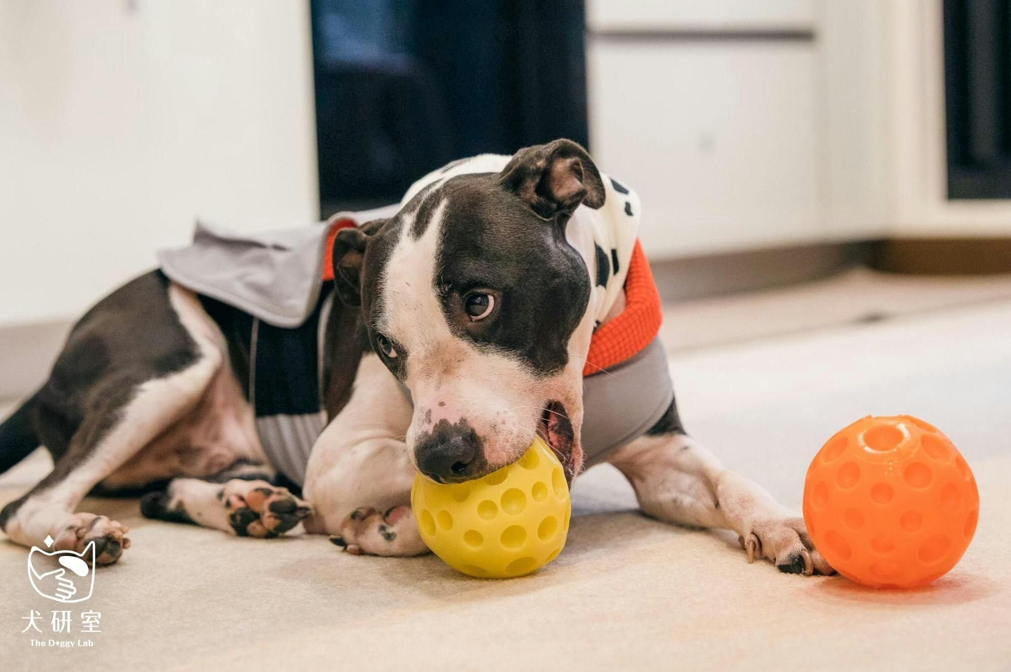 如何讓狗狗學會獨立？｜「犬研室」分享正向訓練心法與寵物攝影機應用指南