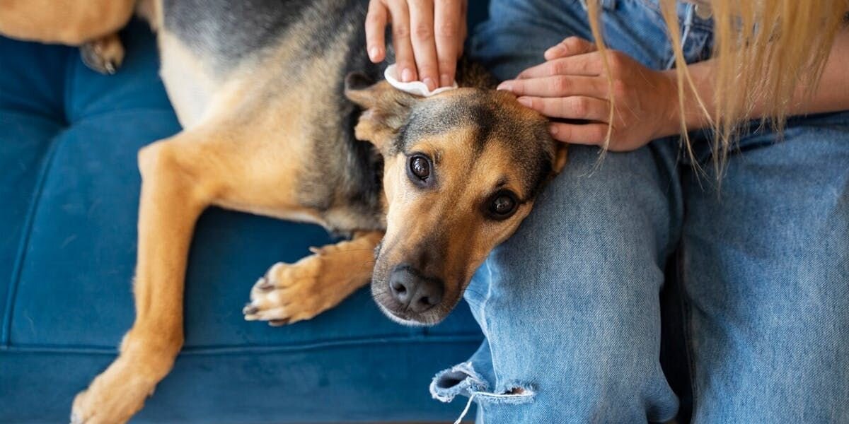 5 Signs Your Pup Could Be Uncomfortable