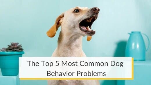 The Top 5 Most Common Dog Behavior Problems