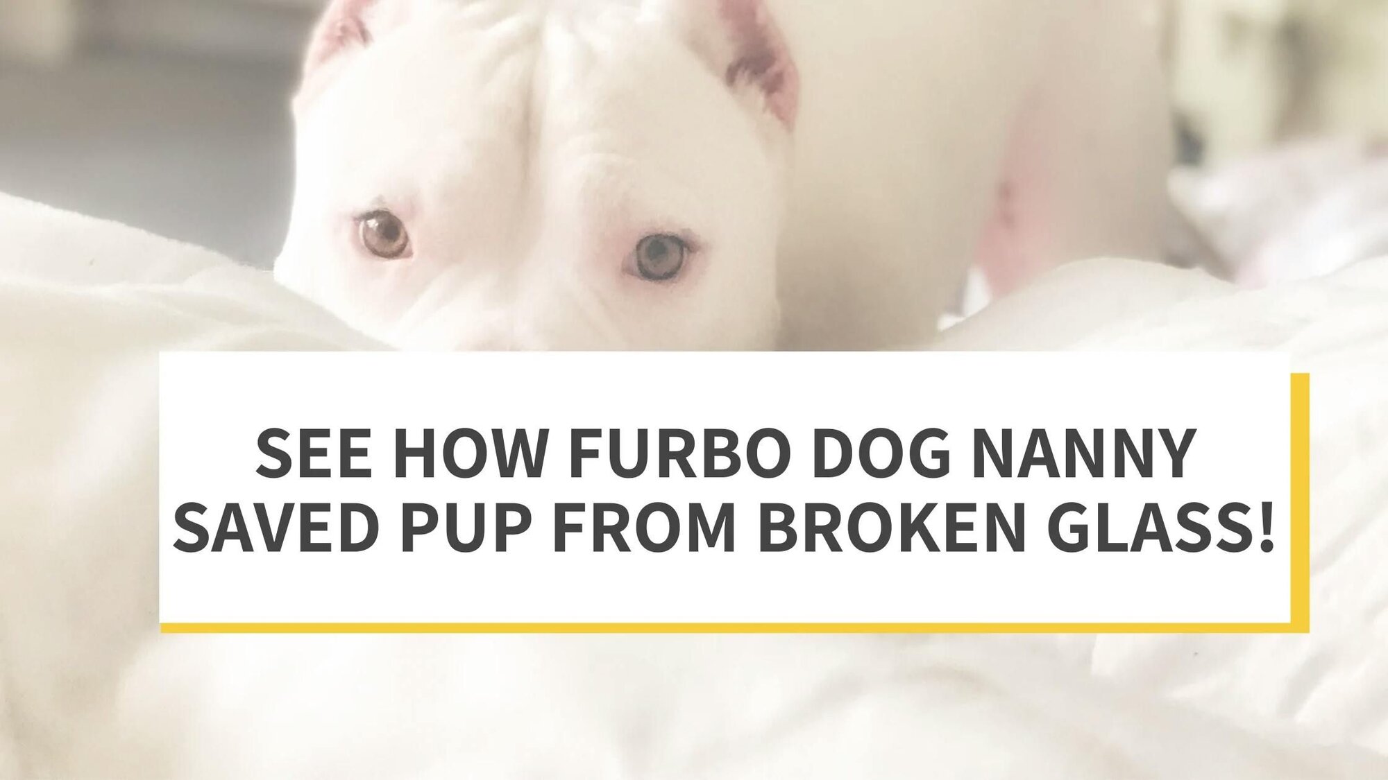 See How Furbo Dog Nanny Saved Pup from Broken Glass!
