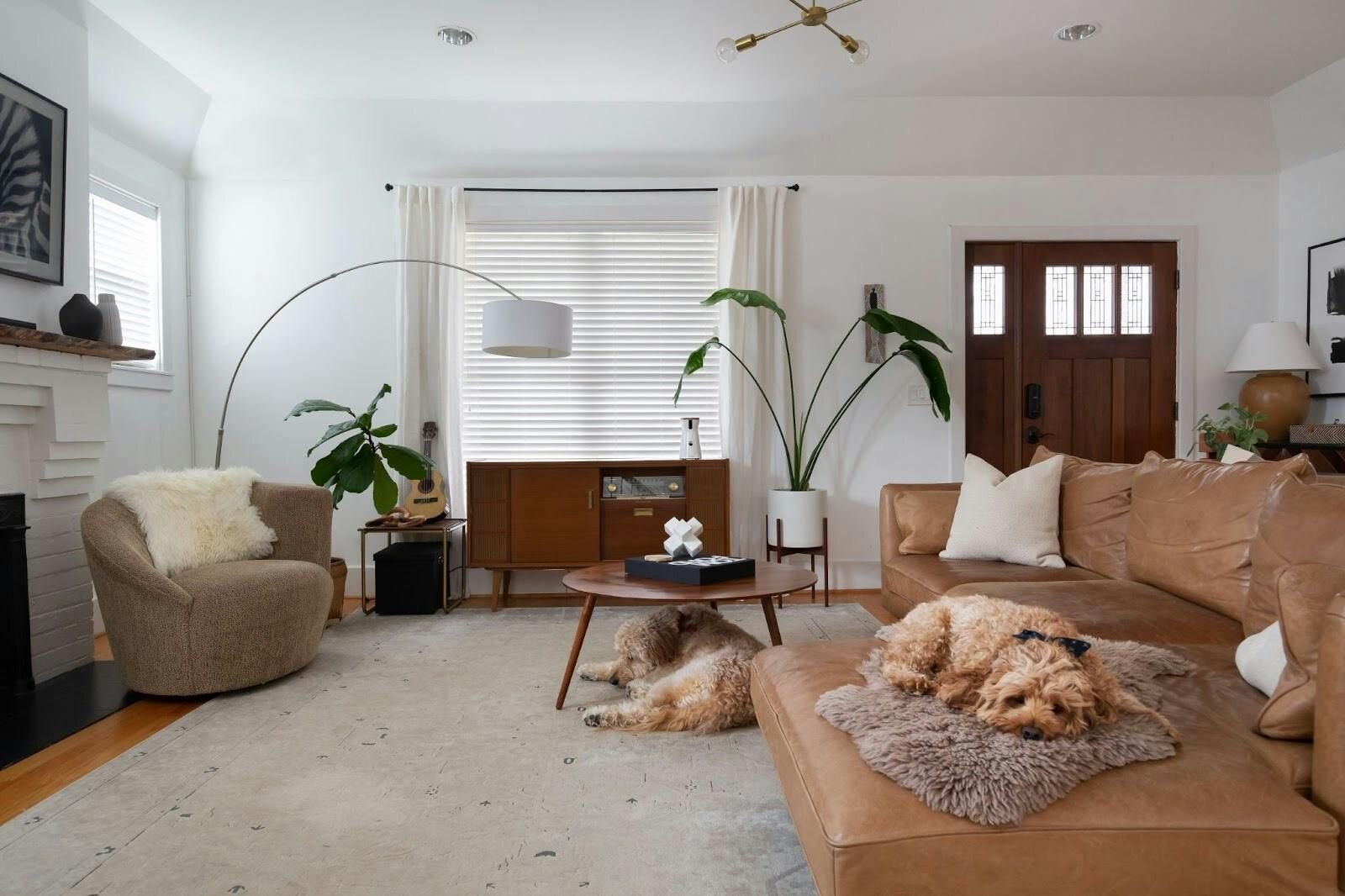 Two Labradoodles napping