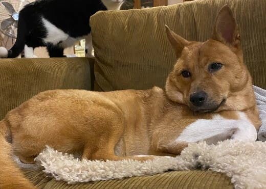 困り顔の保護犬福のファーボ日記 Vol.17｜石田ゆり子さんの「ハニオ日記」