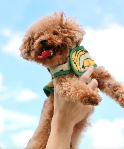 そんな恐ろしい病気、熱中症の対策の仕方を救急獣医師が解説します。熱中症にかかりやすい犬種や状況、また熱中症になってしまった場合の対処法も紹介するので、是非最後まで読んでみてくださいね。