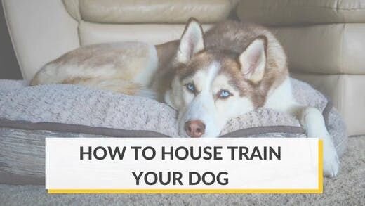 How to House Train Your Dog