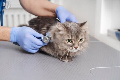 In addition to creating favorable conditions for your cat, gradual desensitization can help your cat become more comfortable with staying home alon...