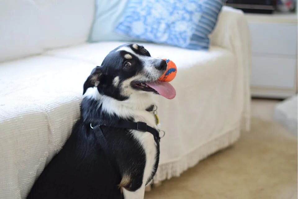 Dog with ball