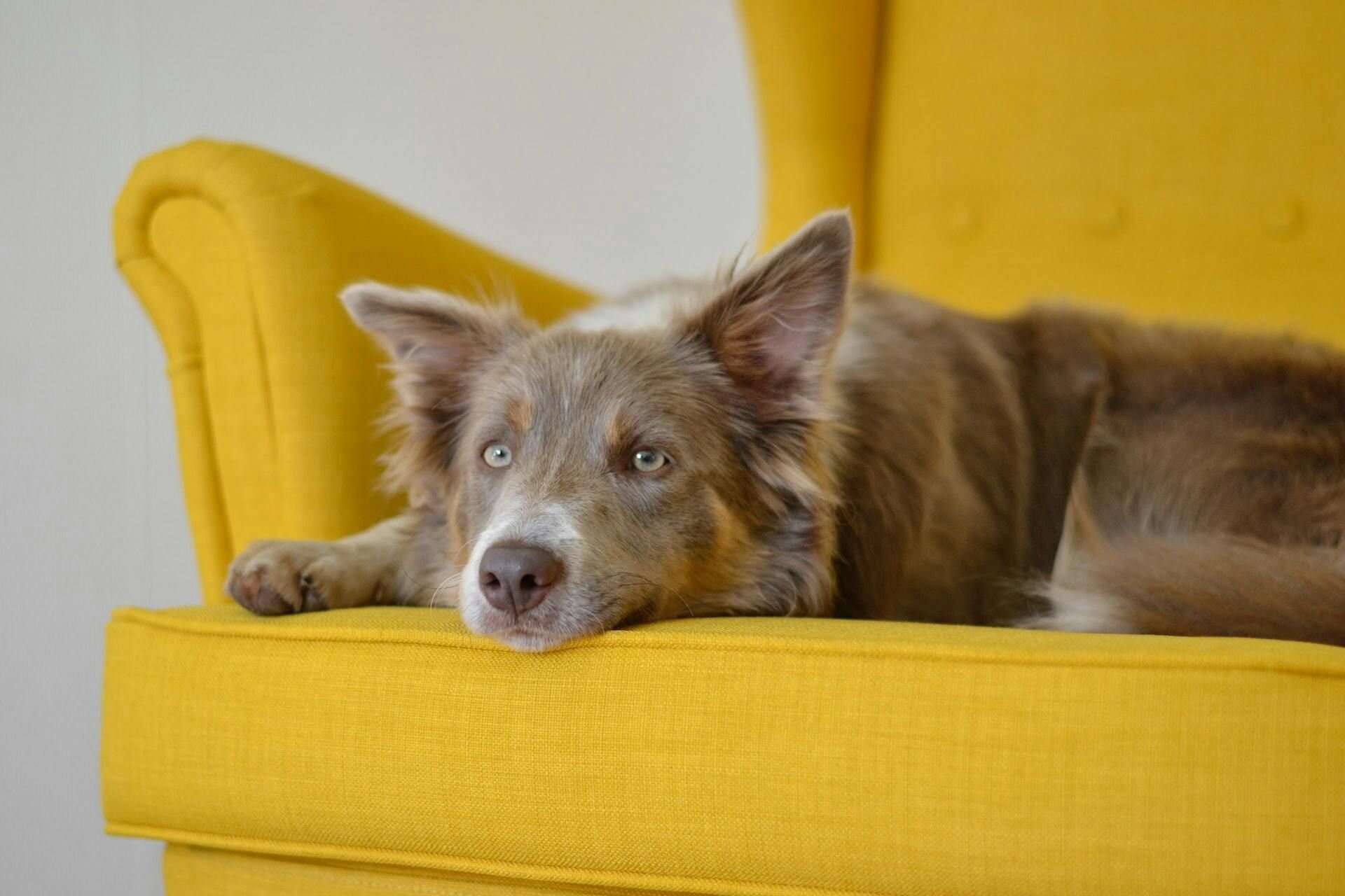 Dog resting on yellow chair