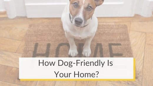 How Dog-Friendly Is Your Home?