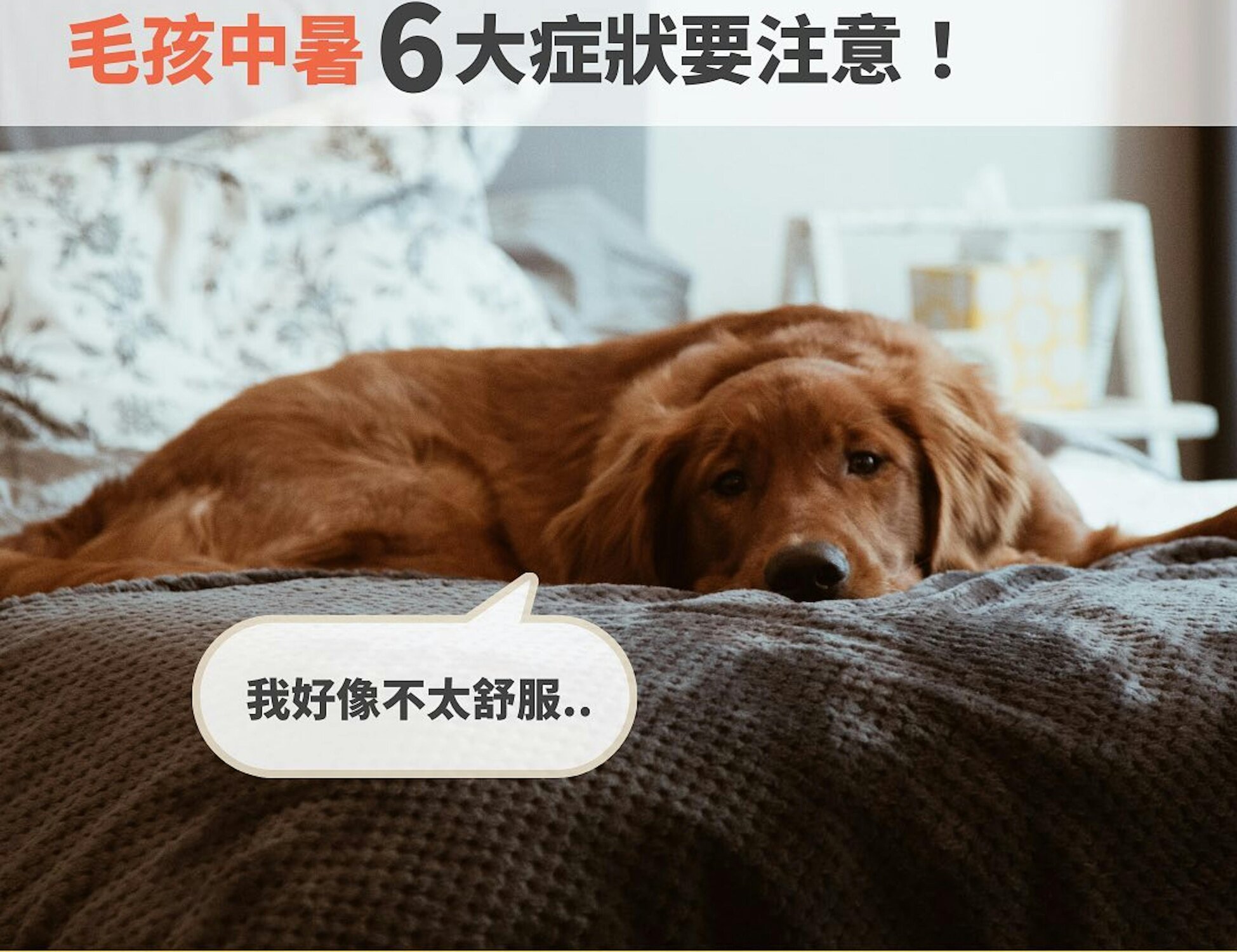 夏日必讀：如何預防您的狗狗中暑｜毛孩中暑六大症狀一次看