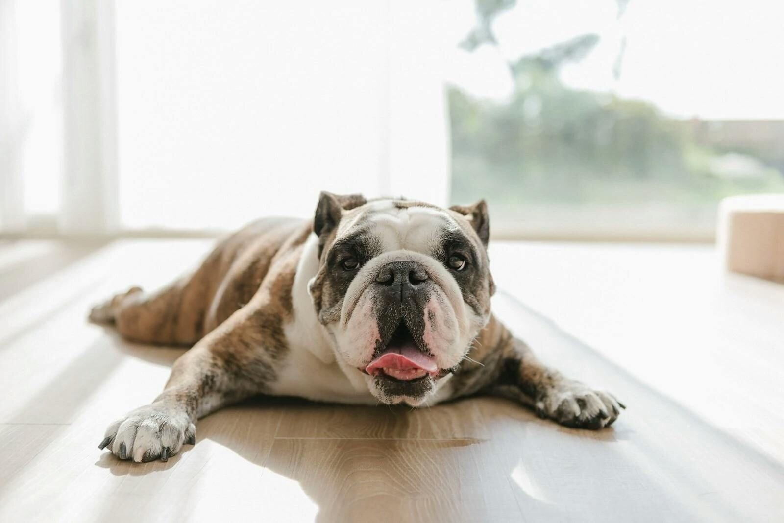 Chapter 2: Medication for Separation Anxiety in Dogs