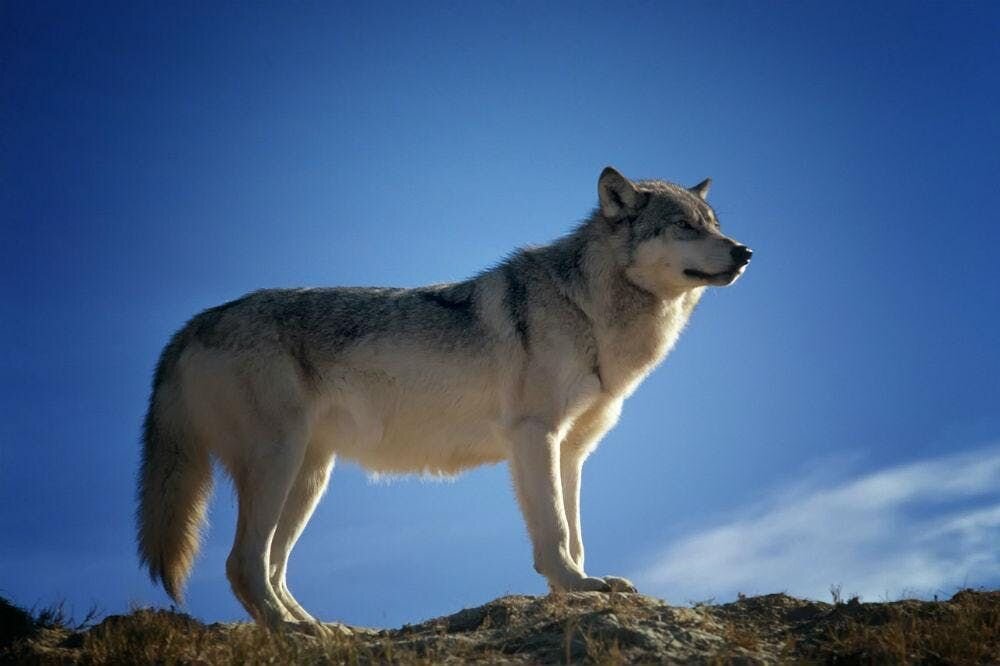 The Most Wolf-Like Breeds