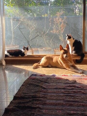 そして年末。すっかり福・トモ・モエは家族の雰囲気。ときどきぶつかることはあるけれど、それは人間だって同じことだもんね。この調子でみんなで寄り添ってぐーすか眠れる日がくることを楽しみにしています。