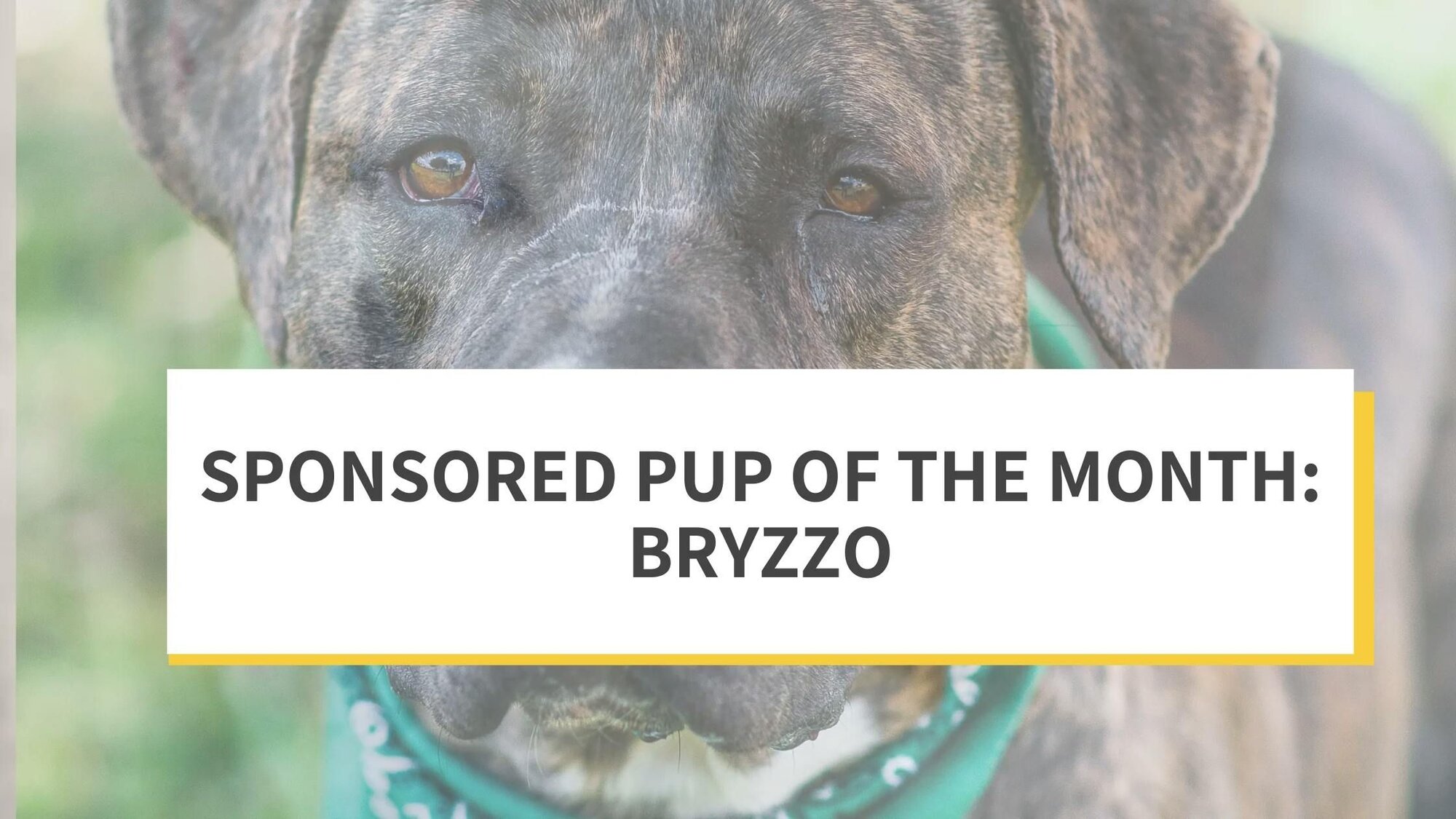 Sponsored Pup of the Month: Bryzzo