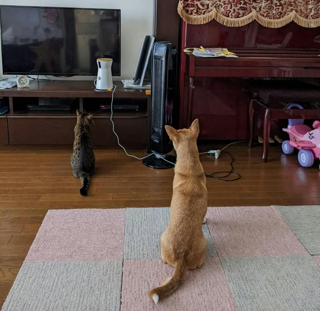 ↑ ファーボを見つめる蓮くんとミーアちゃんの後ろ姿