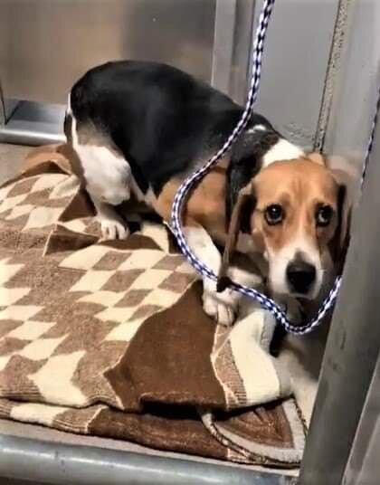 Read more about this foster journey!