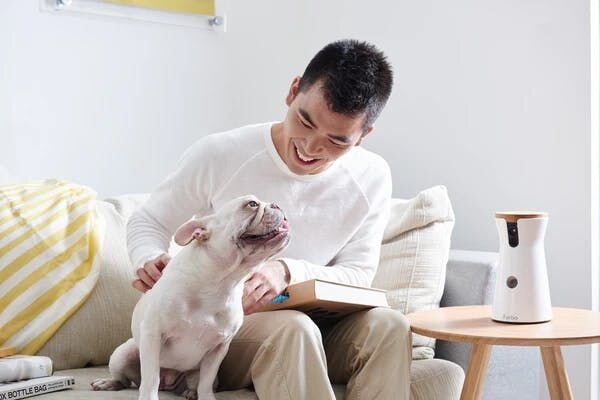 Man petting french bulldog next to Furbo