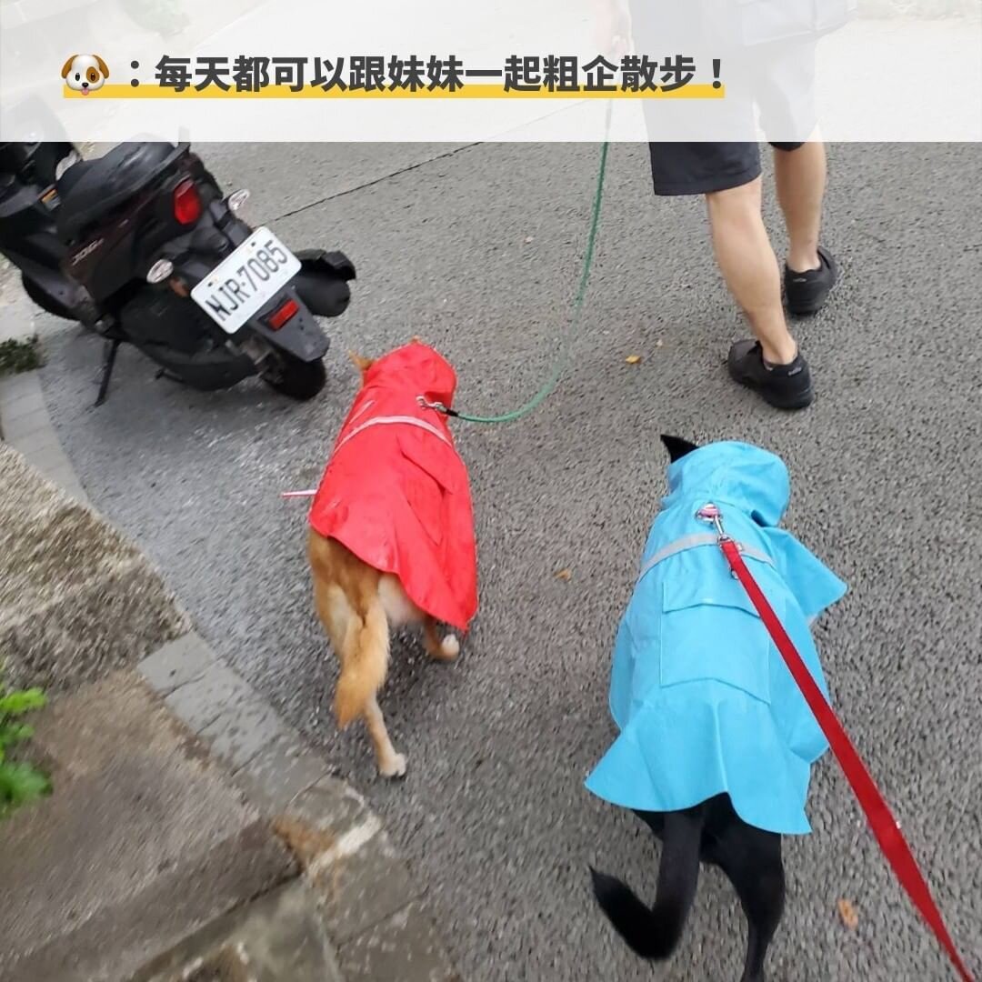 葵妮和妹妹相處的過程中，因為葵妮的過動熱情嚇到妹妹而被吠了一聲😂。
善解人意的葵妮馬上就明白了！轉而耐心、慢慢的接近妹妹，期盼有一天妹妹可以接受他～