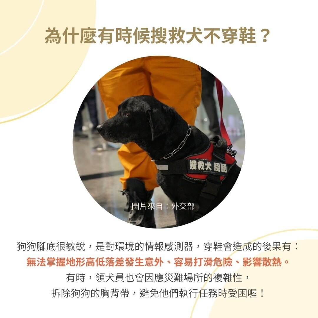 狗狗腳腳敏銳度高