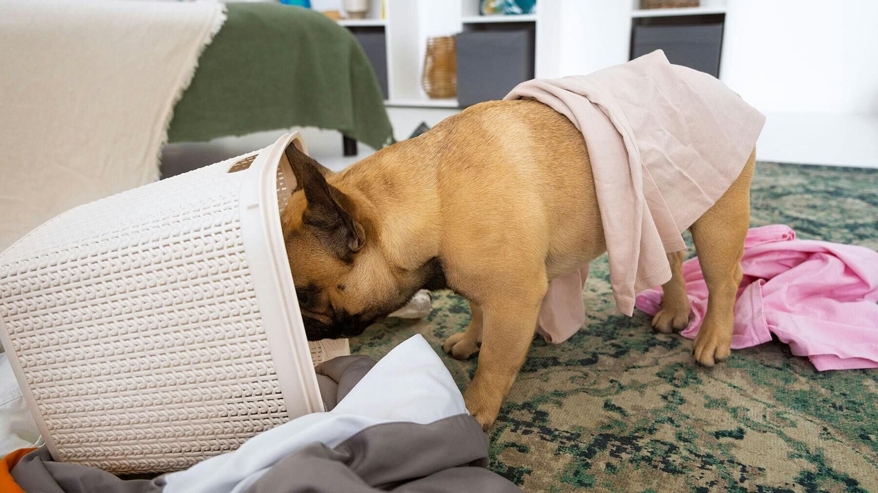 A French bulldog rummaging through an overturned laundry hamper