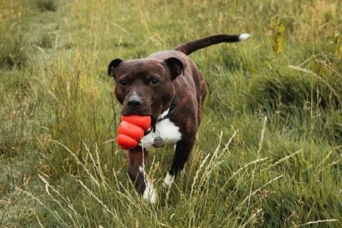 Dog with Kong