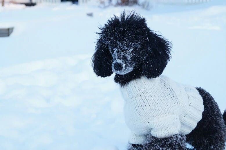 Dog wear sweater