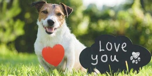 愛犬があなたの事を愛している５つのサイン