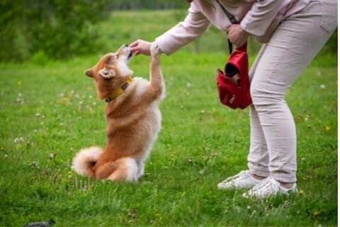 Shiba inu image