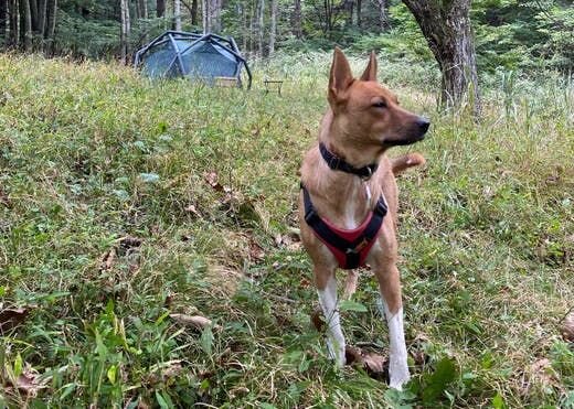 困り顔の保護犬福のファーボ日記 Vol.10｜保護犬それぞれの、個性豊かな素晴らしさ